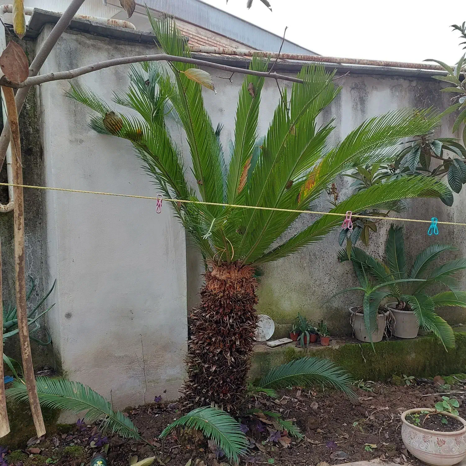 سیکاس دو متری|گل و گیاه طبیعی|رشت, معلم|دیوار