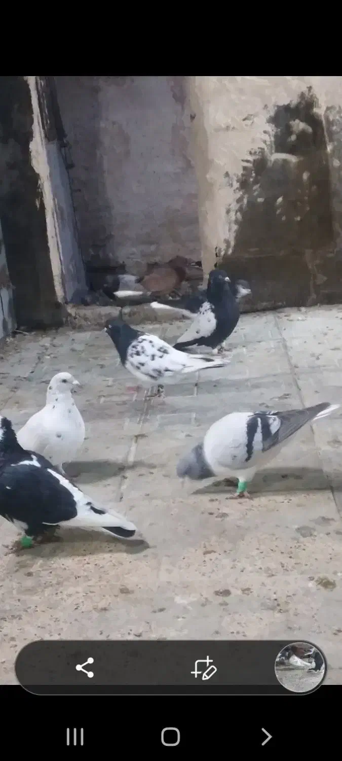 سرخ دمسفید وکله سرخ صید نر|پرنده|زاوه, |دیوار