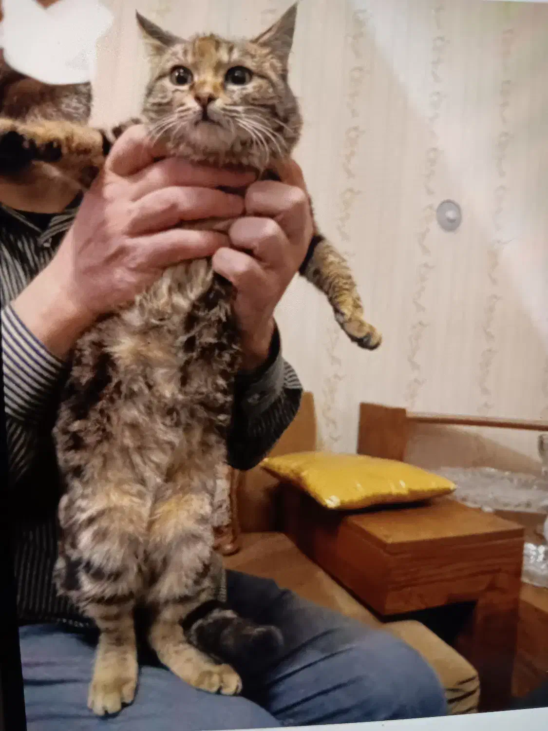 واگذاری گربه ماده|گربه|کرج, مهرویلا شمالی|دیوار