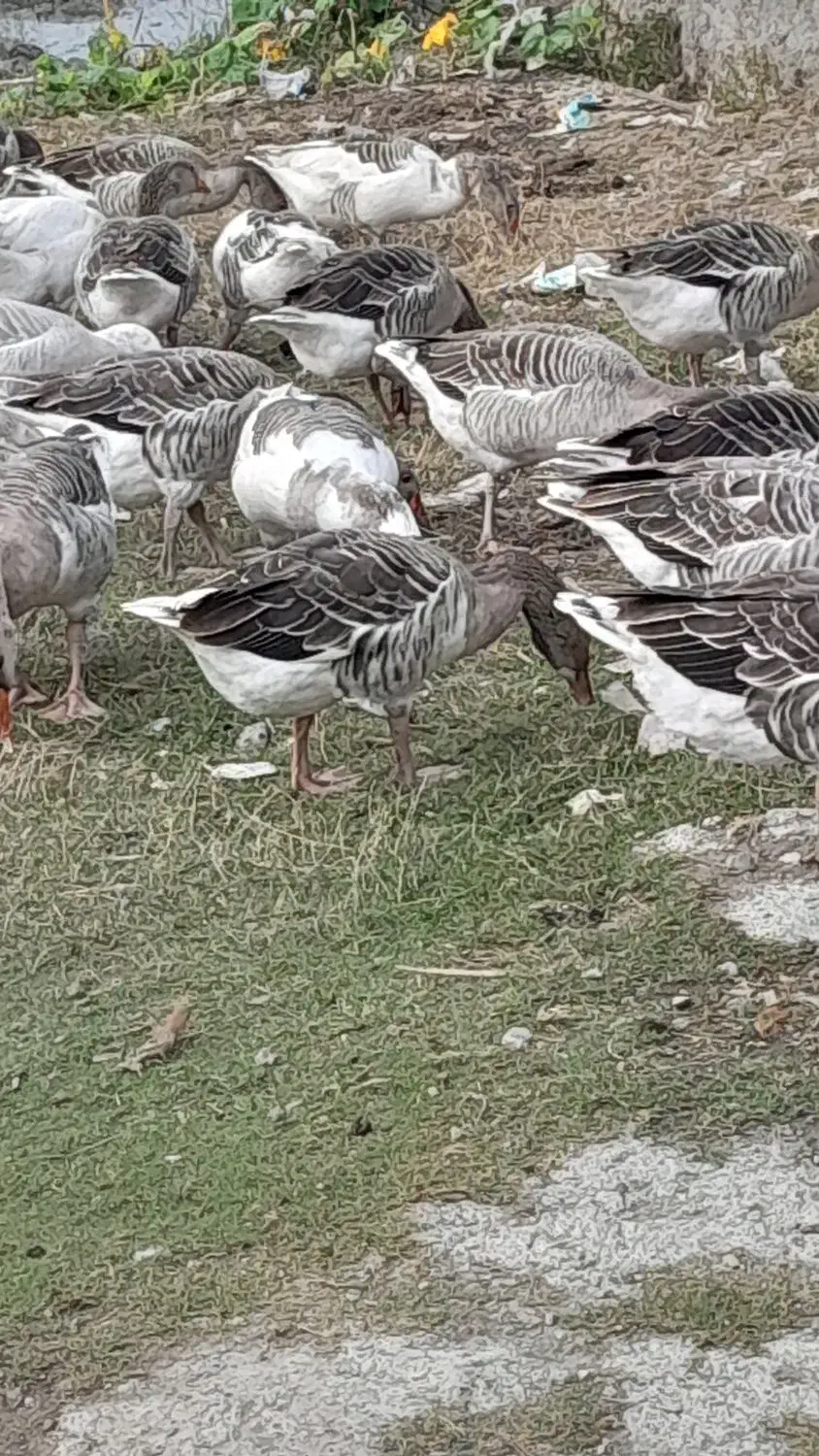 فروش غاز محلی|حیوانات مزرعه|فریدونکنار, |دیوار