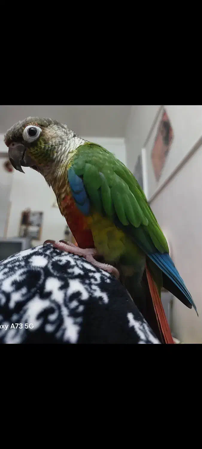 طوطی گرینچیک گمشده در محدوده کوچه زینال و باغمیشه|حیوانات|اردبیل, |دیوار