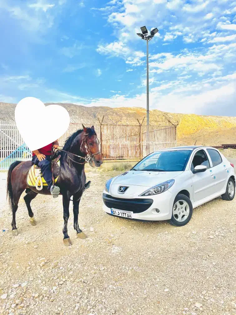 فروش اسب|اسب و تجهیزات اسب‌سواری|جم, |دیوار