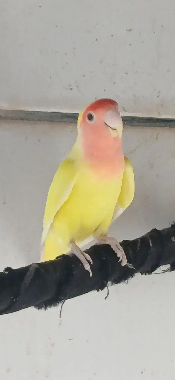 طوطی برزیلی|پرنده|برازجان, |دیوار