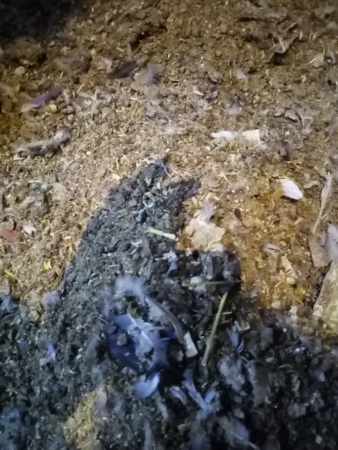 فضل مرغ واکفتر|خدمات باغبانی و درختکاری|اصفهان, حصه شمالی|دیوار