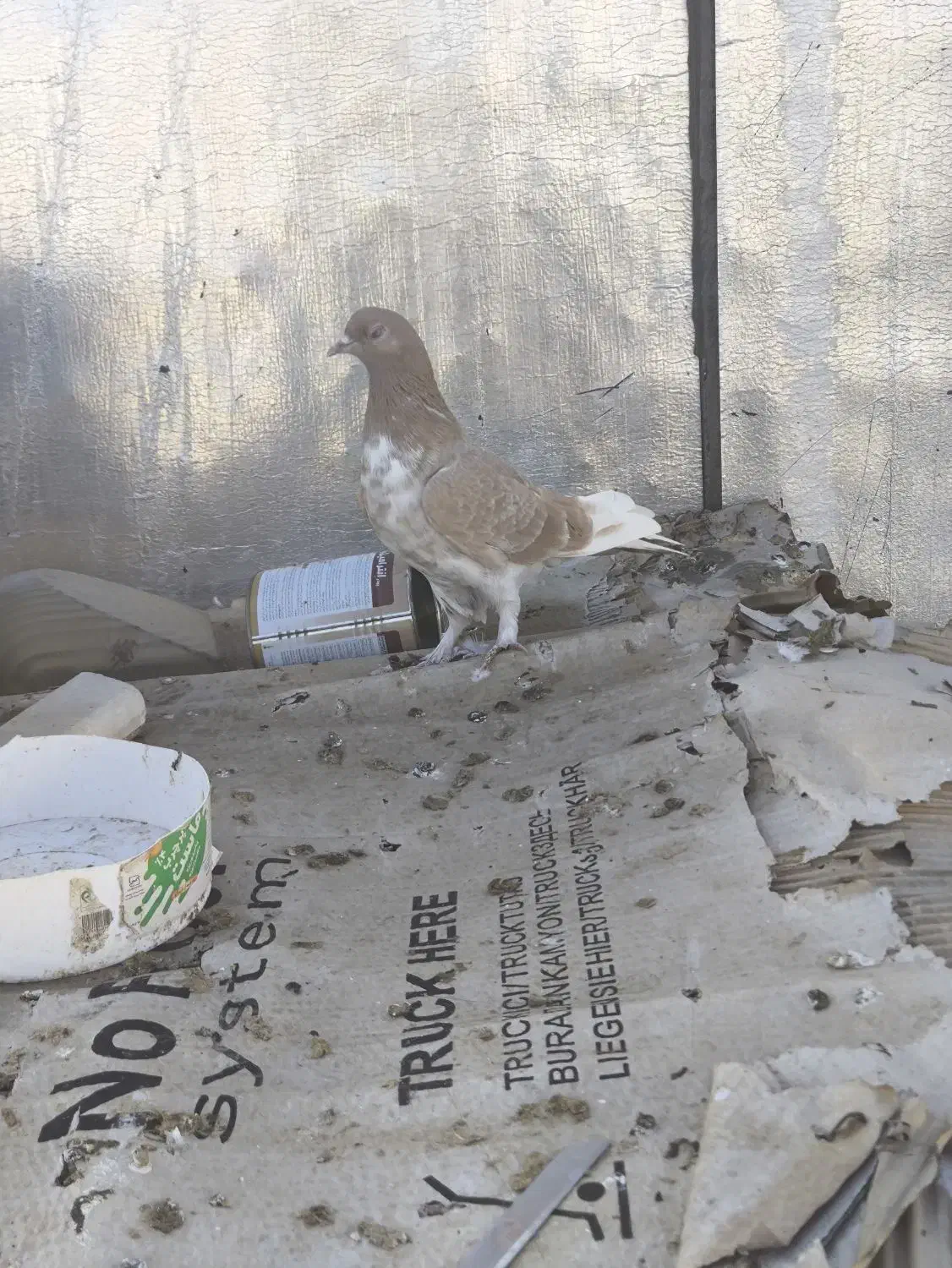 کبوتر|حراج|بانه, |دیوار