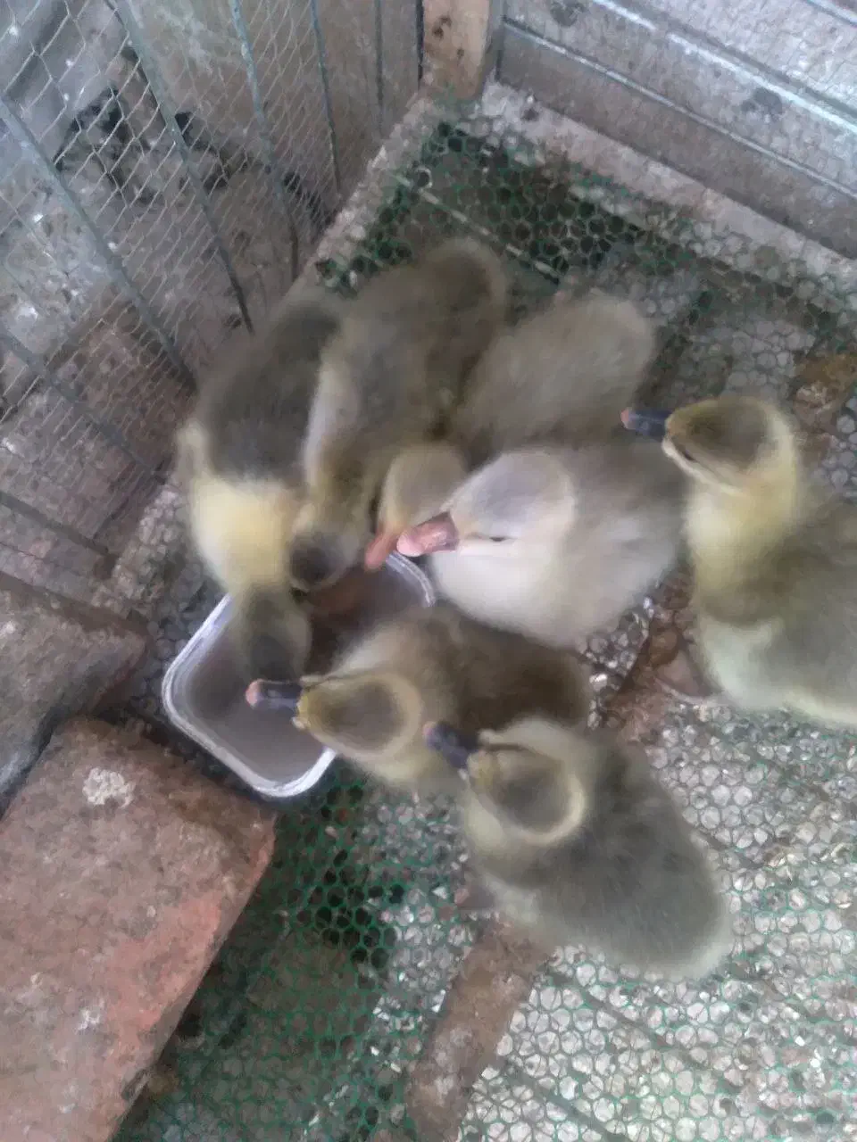 فروش جوجه غاز|حیوانات مزرعه|گلوگاه بابل (گلیا), |دیوار