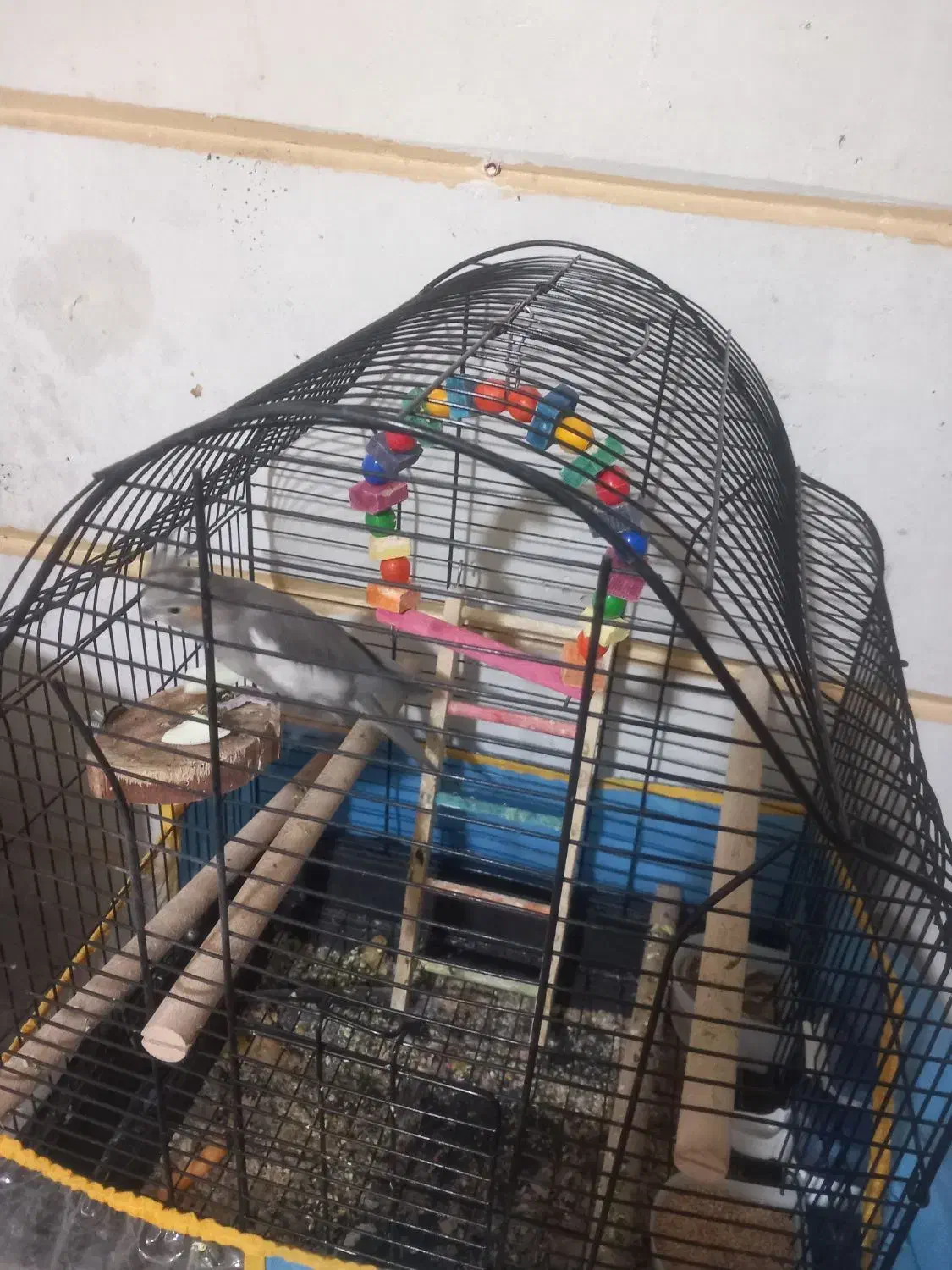 ماده عروس فروشی|پرنده|تهران, کامرانیه|دیوار