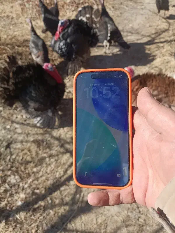 iphone 17proآیفون 17پرو|موبایل|همدان, |دیوار