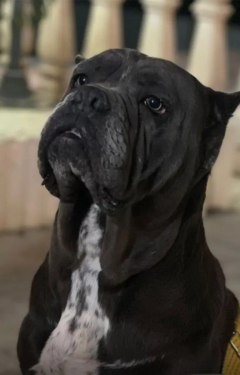 کنکورسو|سگ|بومهن, |دیوار