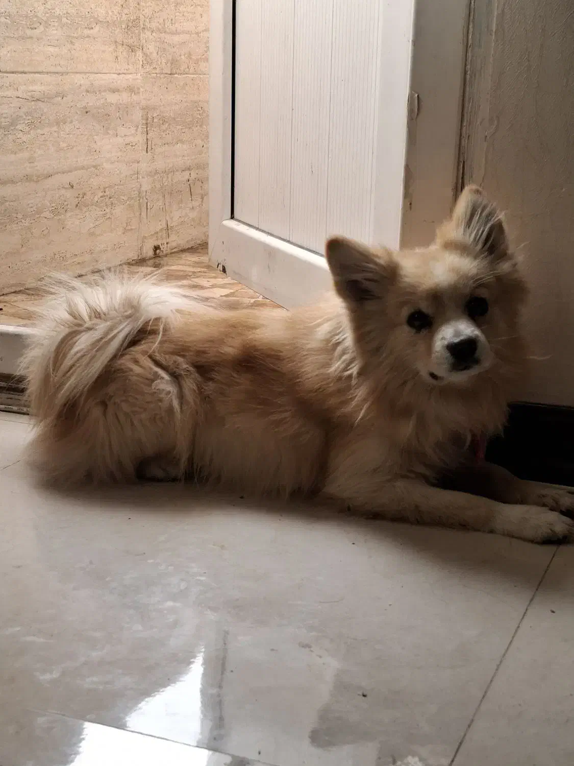 گمشده|سگ|زاهدان, |دیوار