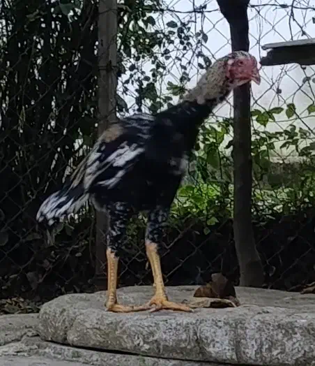 خروس لاری اصل|حیوانات مزرعه|چوبر, |دیوار