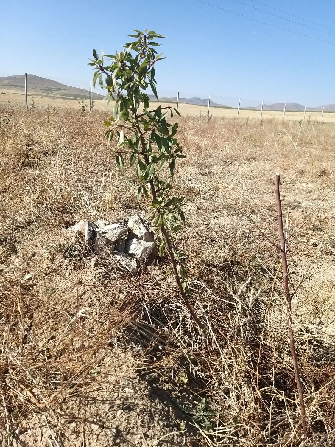 نهال بادام دو ساله تنو پیوندی درجه یک|خدمات باغبانی و درختکاری|تبریز, |دیوار