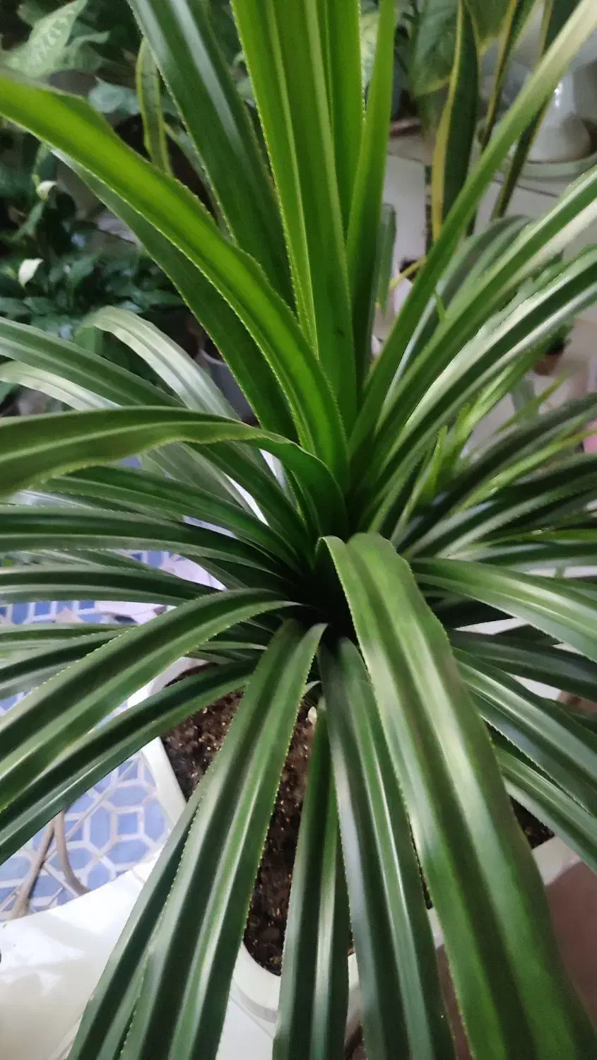 گل طبیعی پاندانوس|گل و گیاه طبیعی|دوگنبدان, |دیوار