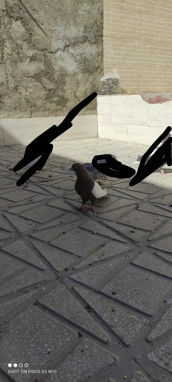 کفتر|پرنده|آباده, |دیوار