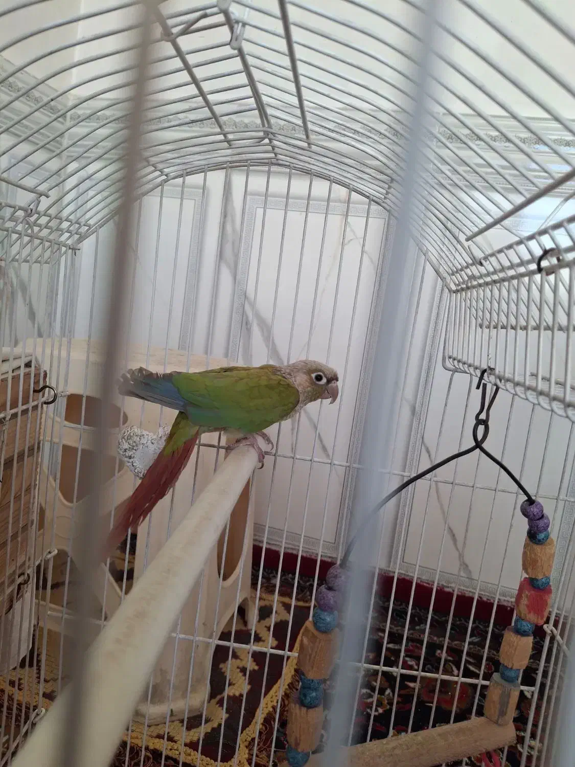 عروس هلندی و گرینچیک|پرنده|قرچک, مهدیه|دیوار