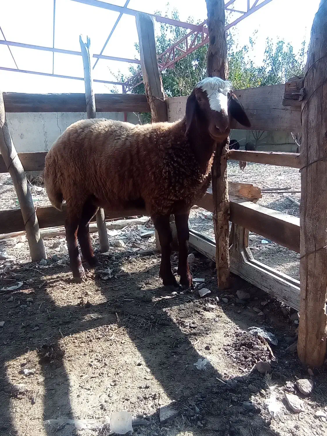 توقلی ماده چاق|حیوانات مزرعه|سیمین شهر, |دیوار