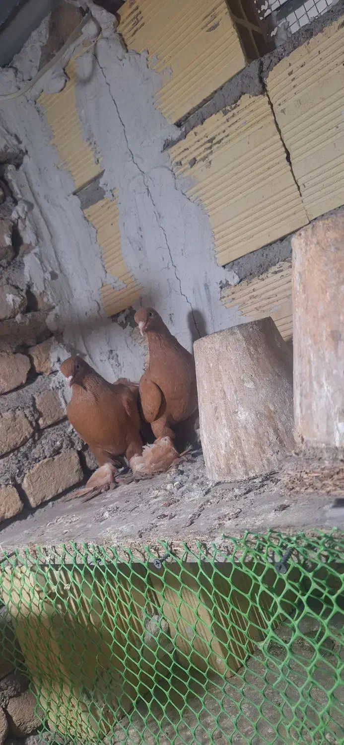 کبوتر|پرنده|تبریز, |دیوار