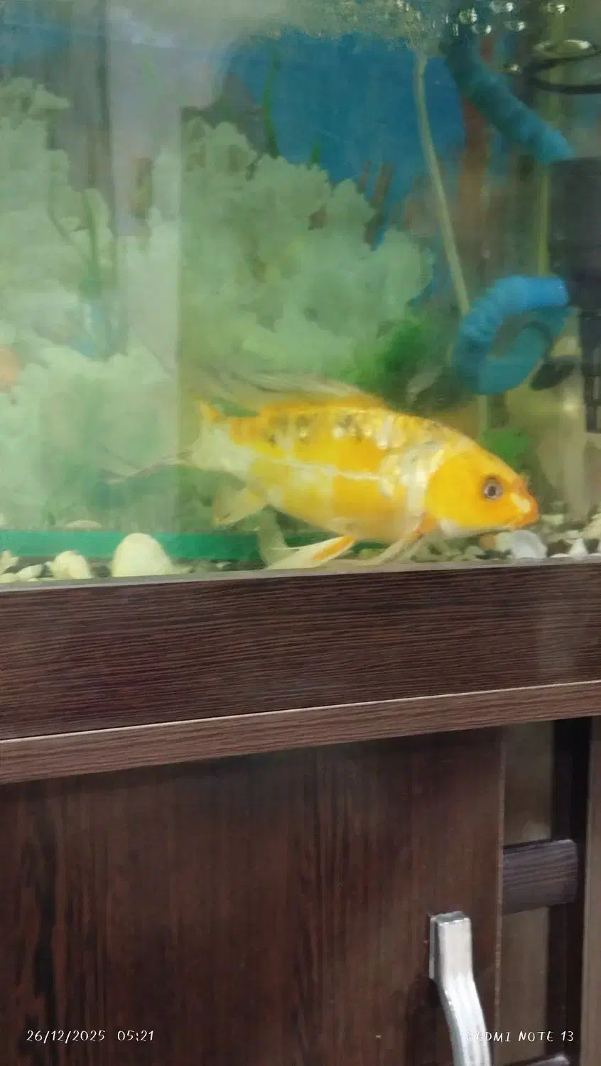 ماهی|ماهی|سمنان, |دیوار