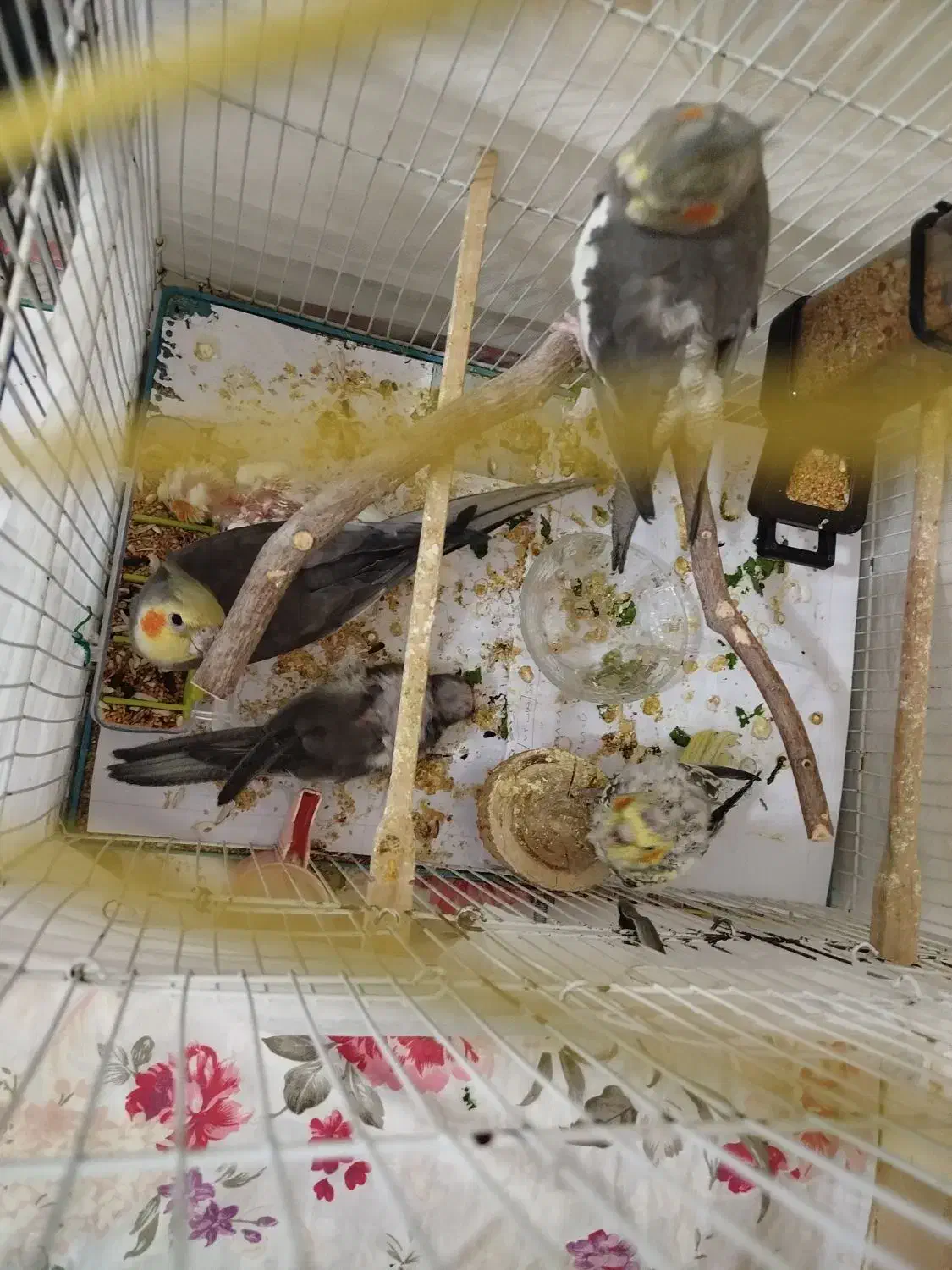 عروس هلندی|پرنده|سهند, |دیوار