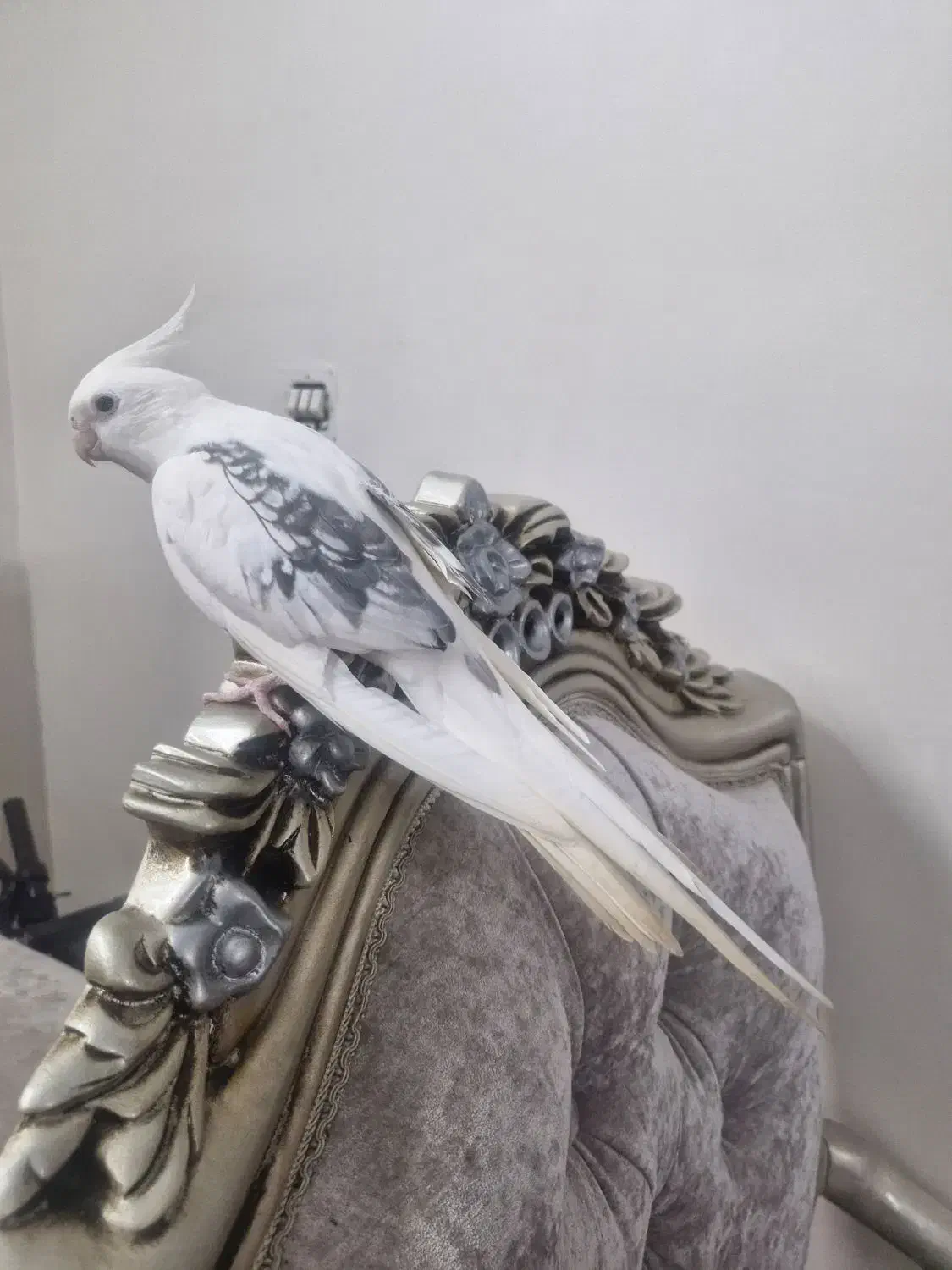 عروس هلندی مولد|پرنده|رشت, استقامت ۲|دیوار