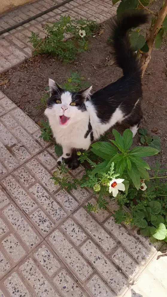 گربه خونگی ونیمه دستی|گربه|لنجان, |دیوار