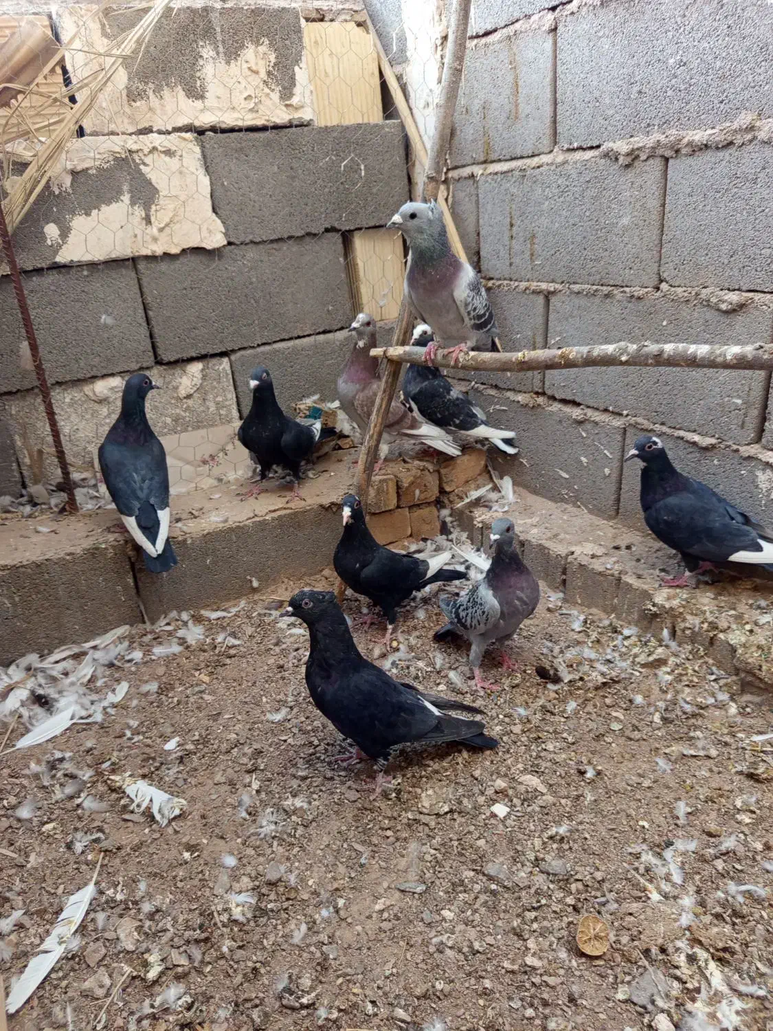 کفتر پریده|پرنده|بهرمان, |دیوار