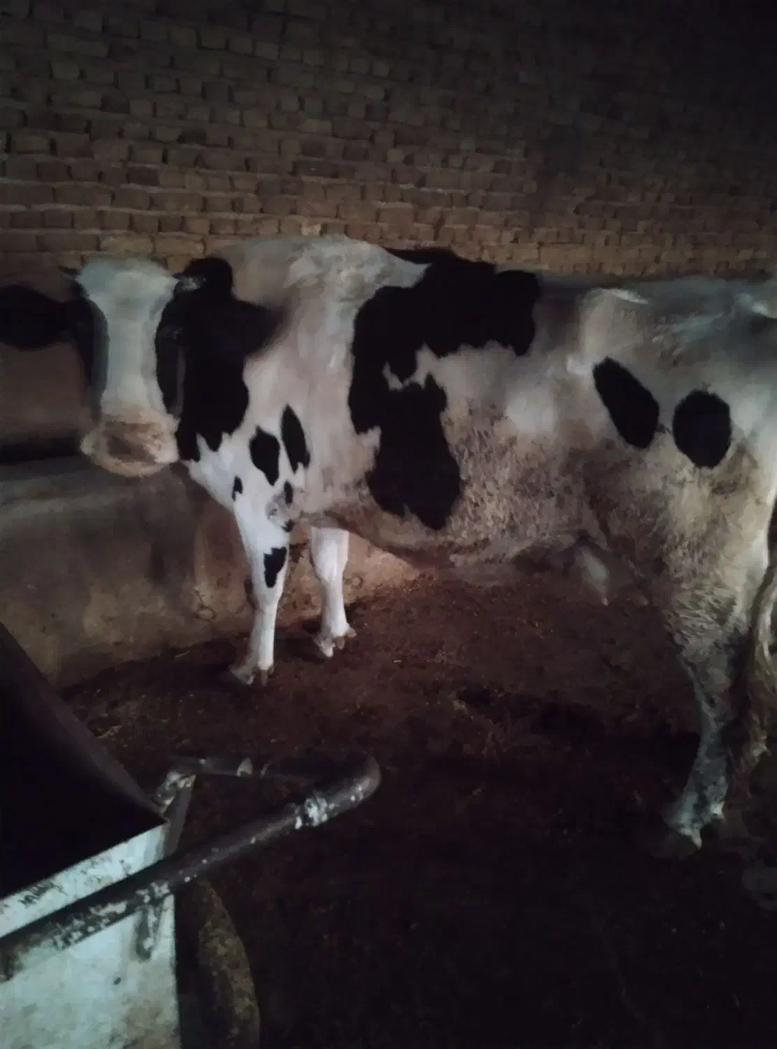 گاو|حیوانات مزرعه|قوچان, |دیوار