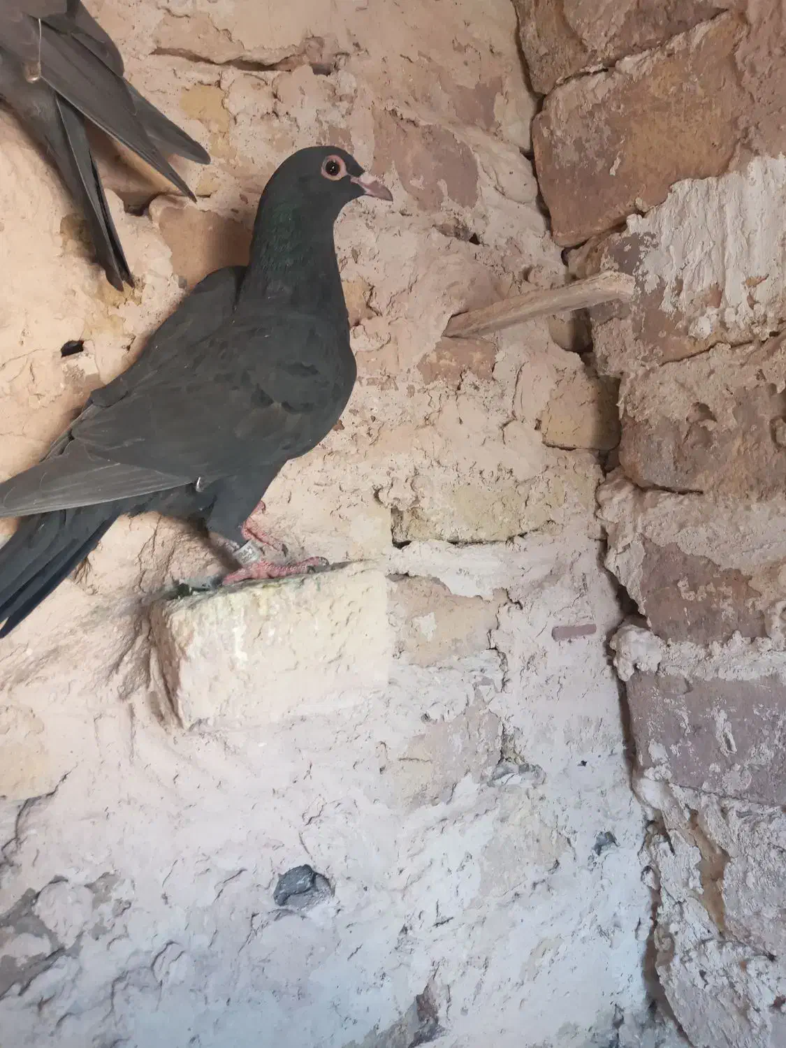 سلام به همه عشقبازان حیوانا بشرط زدخوردی|پرنده|رشتخوار, |دیوار