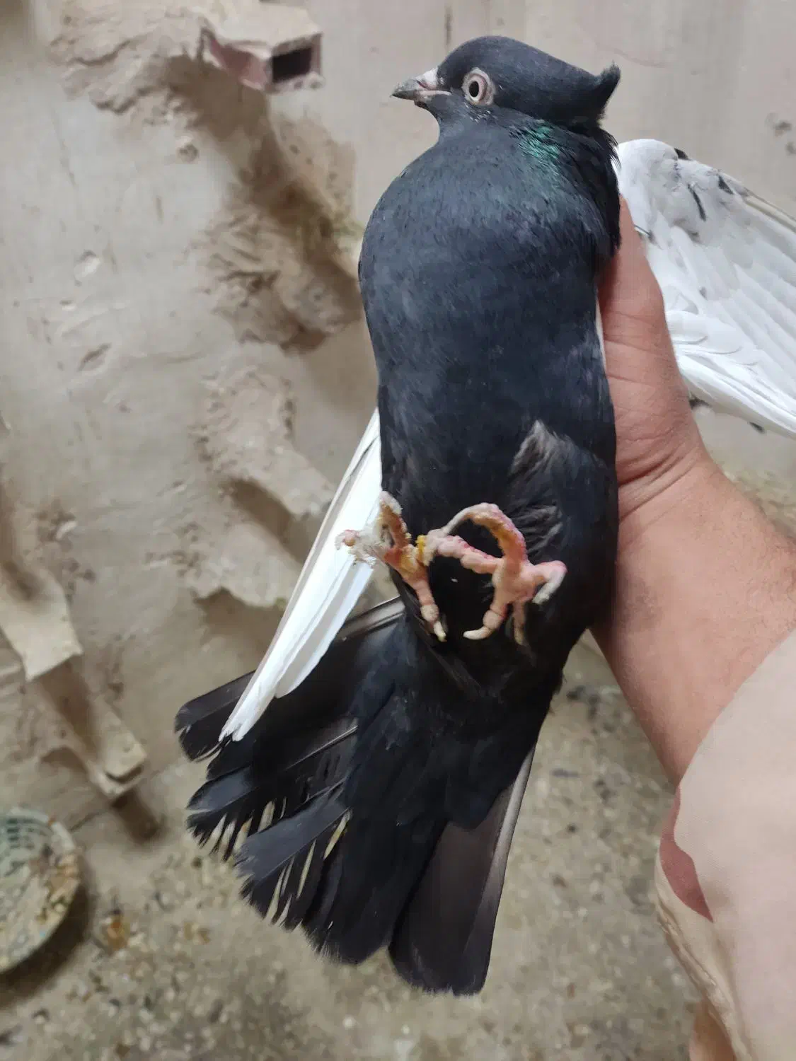 سینه|پرنده|مشهد, راهنمایی|دیوار