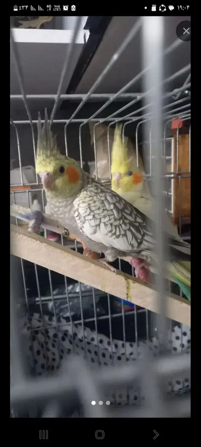 عروس هلندی|پرنده|تهران, مشیریه|دیوار