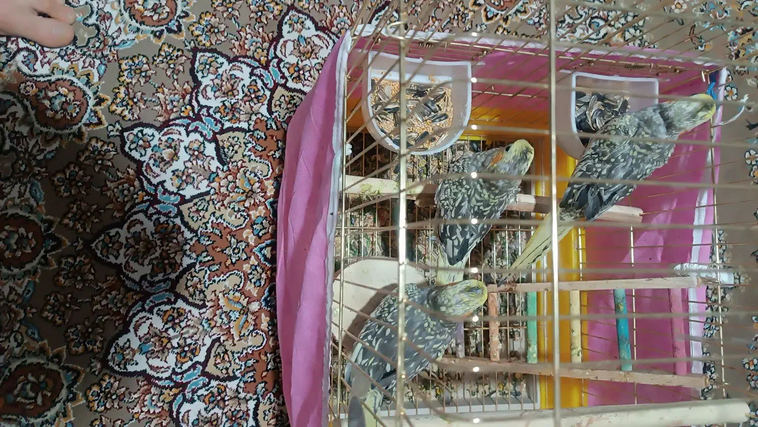 عروس هلندی 2ماهه|پرنده|بانه, |دیوار