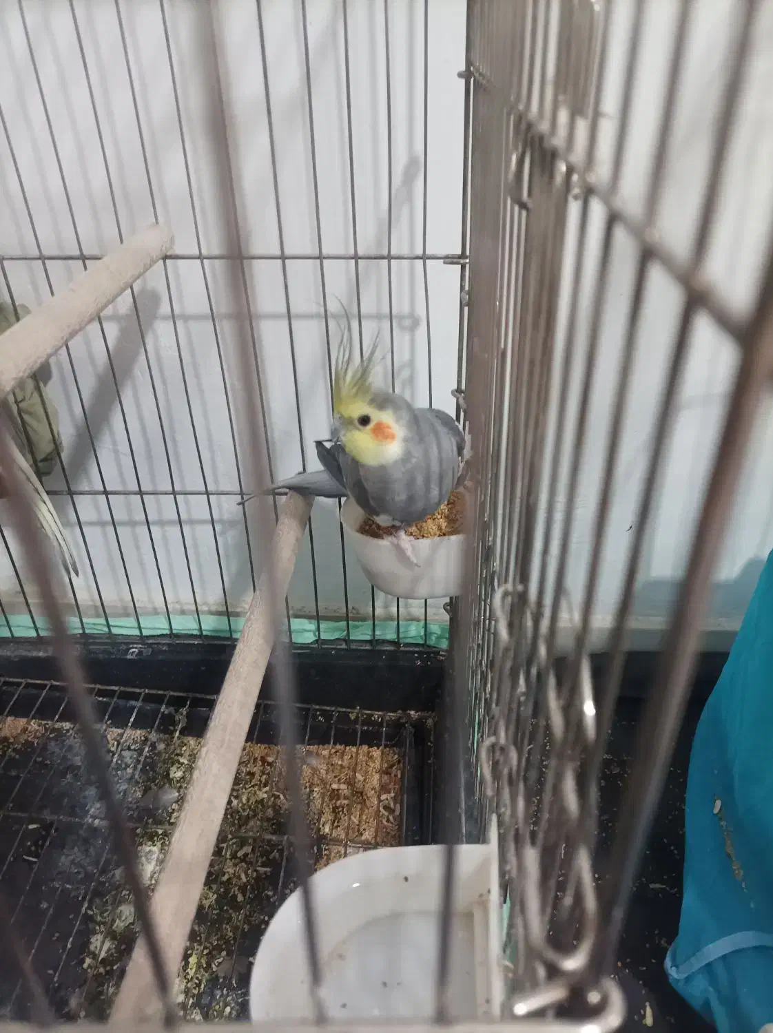 دوجفت عروس هلندی|پرنده|تهران, دولتخواه شمالی|دیوار