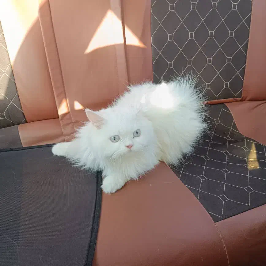 گربه گمشده|حیوانات|زاهدان, |دیوار