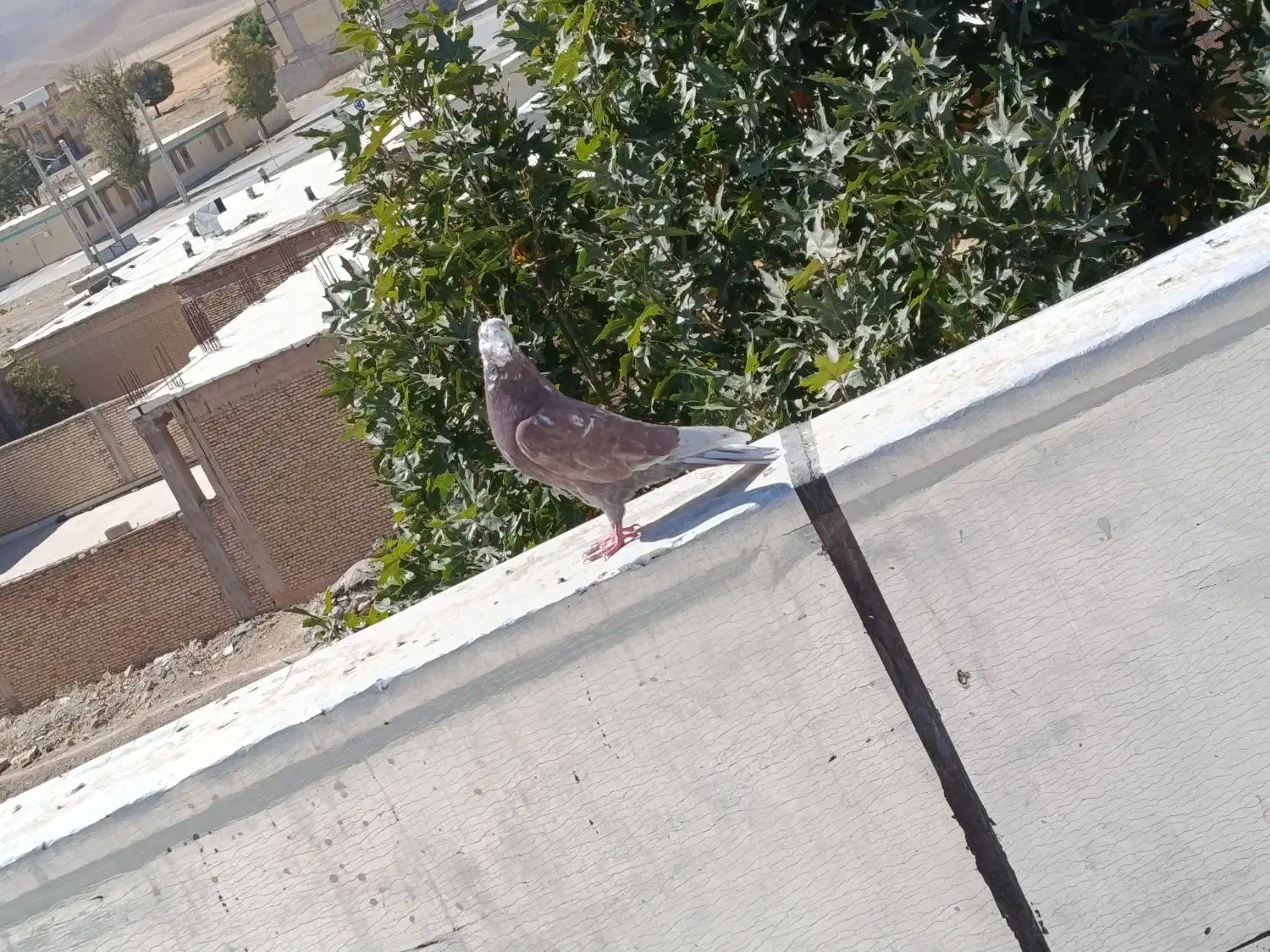 سلام یک نر مست روزگاری|پرنده|شهرکرد, |دیوار