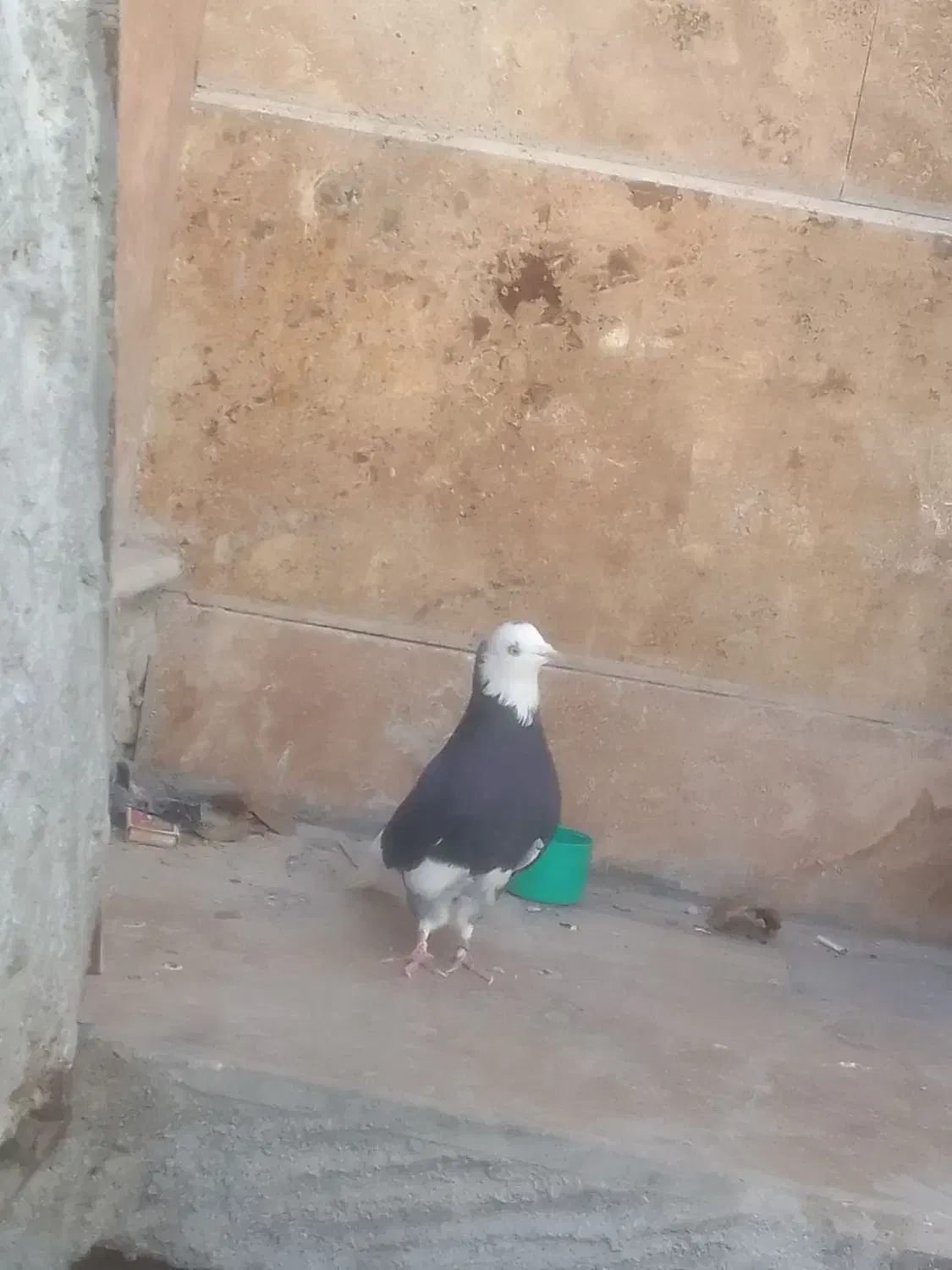 کبوتر شازده نر|پرنده|چادگان, |دیوار