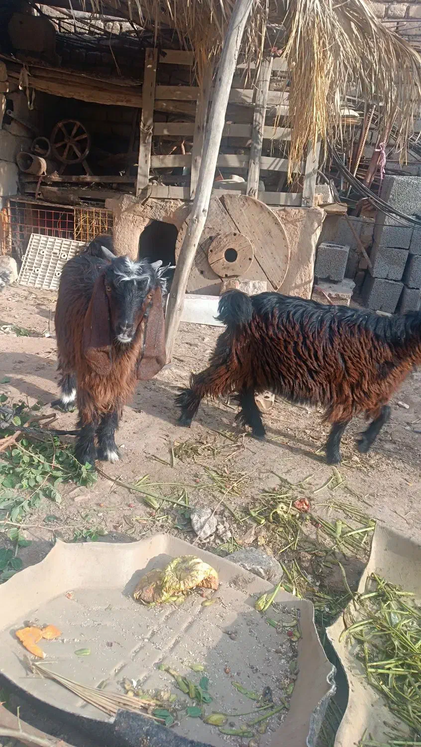 سه دانه بزغاله ماده|حیوانات مزرعه|دهلران, |دیوار