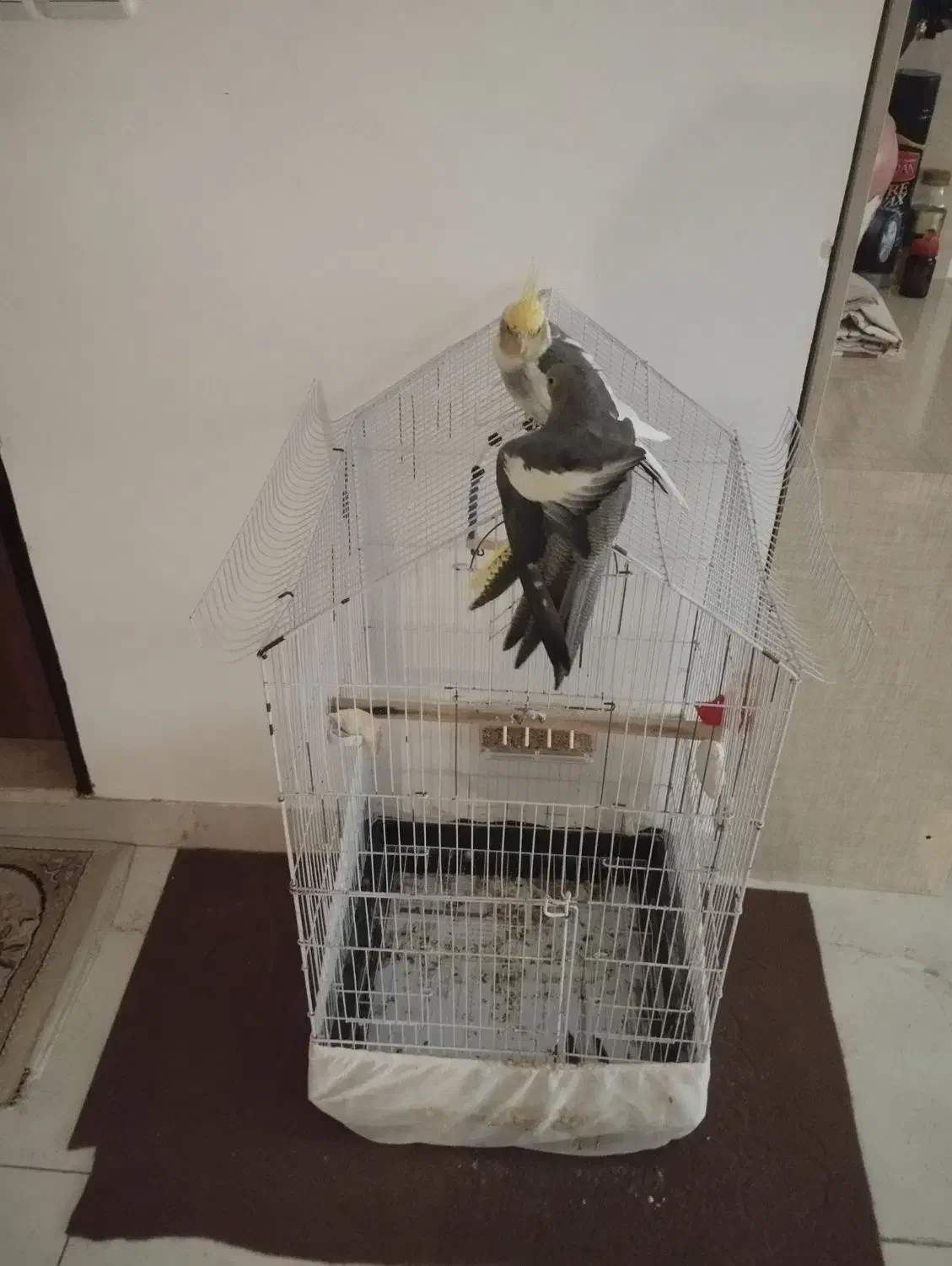 عروس هلندی|پرنده|رشت, توشیبا|دیوار