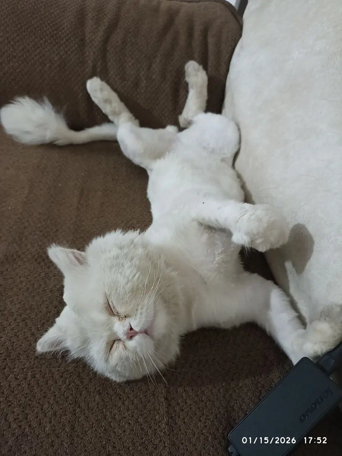 گربه پرشین نر|گربه|زاهدان, |دیوار