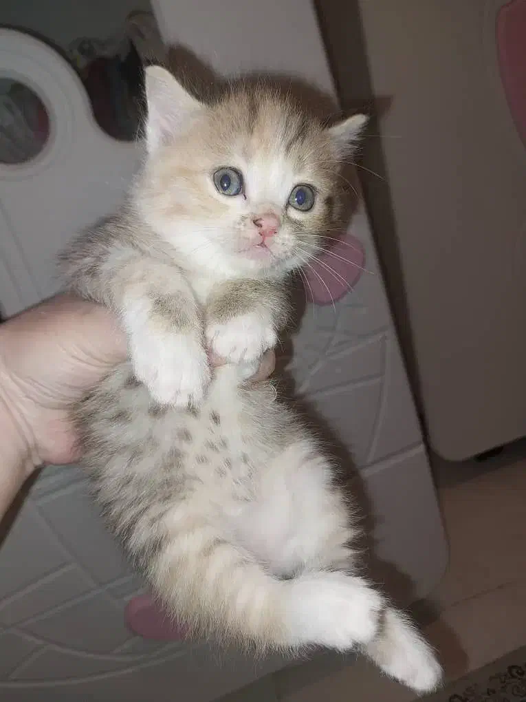 گربه نژاده چین چیلا|گربه|پرند, فاز ۶|دیوار