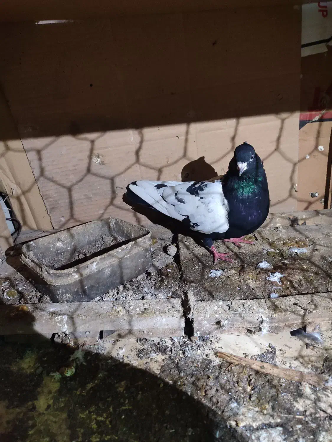 کبوتر|پرنده|نکا, |دیوار