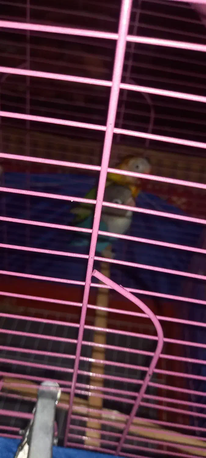 دو عدد طوطی برزیلی تخم گزار|پرنده|شاهرود, |دیوار