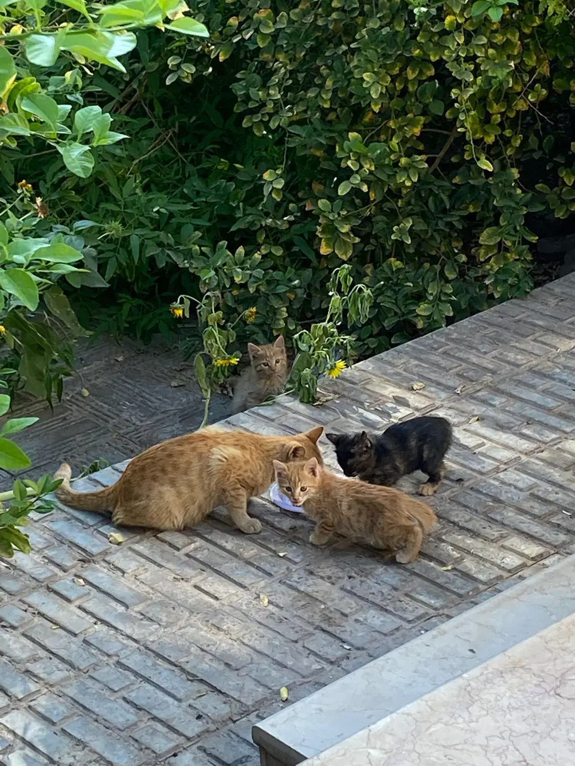 واگذاری رایگان گربه DSh|گربه|بم, |دیوار