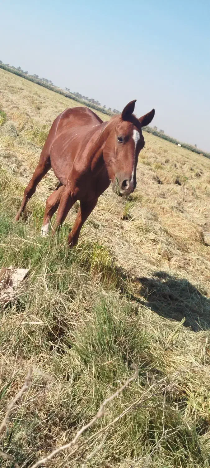 حصان|اسب و تجهیزات اسب‌سواری|باوی, |دیوار