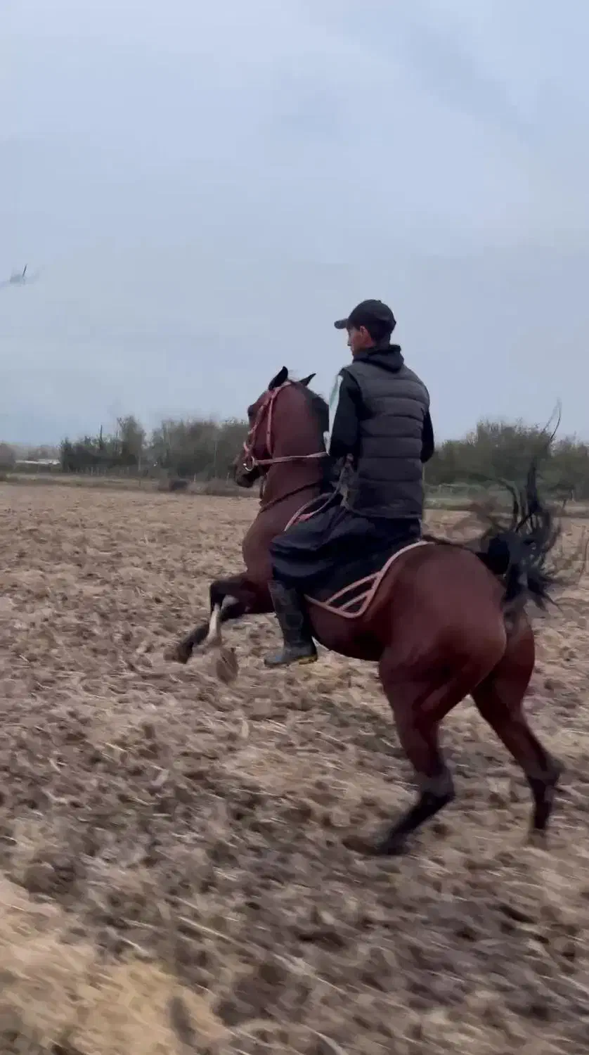 نریان دو سر کرد|اسب و تجهیزات اسبسواری|رشت, گلسار|دیوار