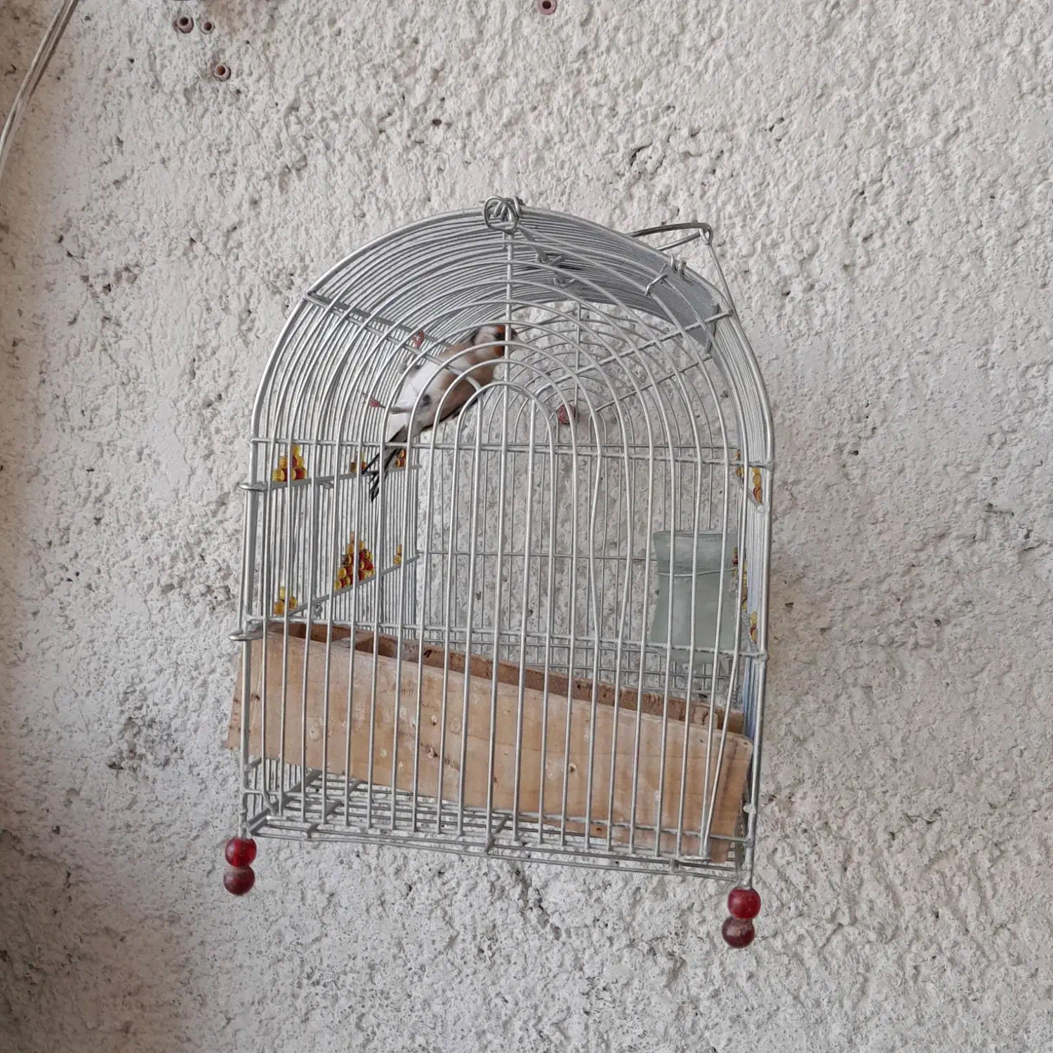 سهره جوجه بزرگ کرده|پرنده|شیراز, دشت چنار|دیوار