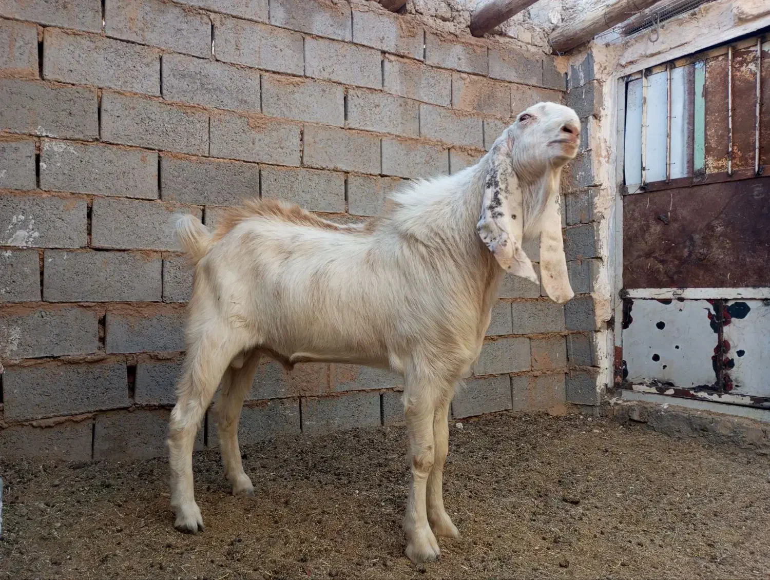 تکه جوان|حیوانات مزرعه|خواف, |دیوار