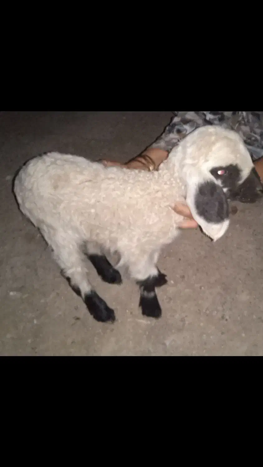 بره شیرخوار|حیوانات مزرعه|زهک, |دیوار