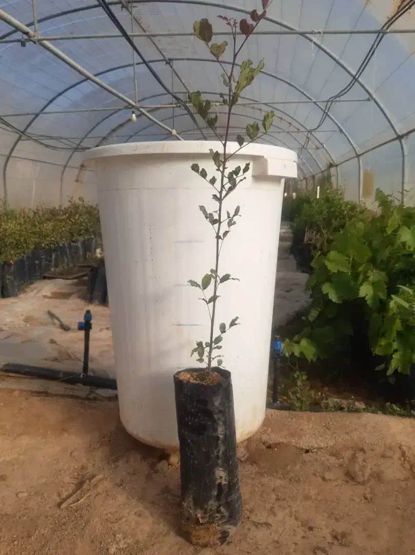 نهال خرنوب گلدانی|گل و گیاه طبیعی|شیراز, دانشکده کشاورزی دانشگاه شیراز|دیوار