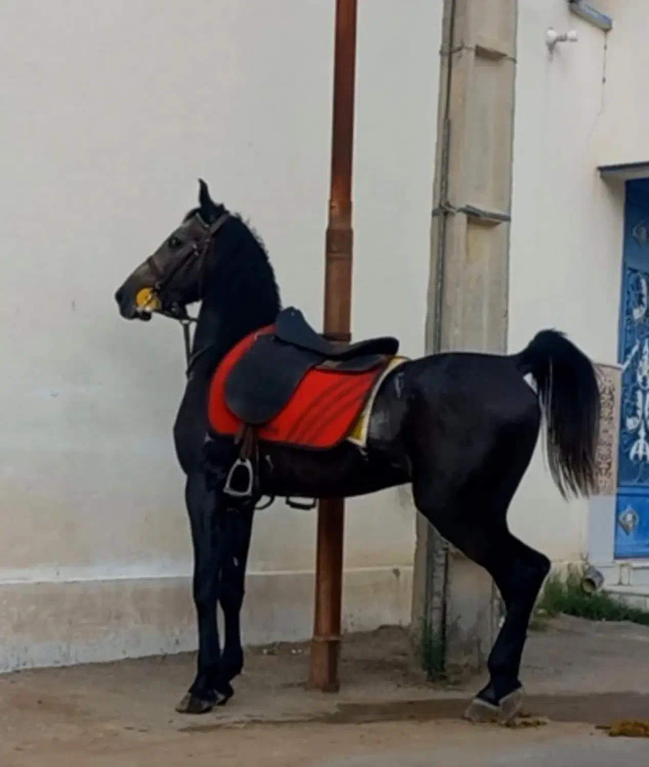 اسب کرد|اسب و تجهیزات اسبسواری|اردبیل, |دیوار