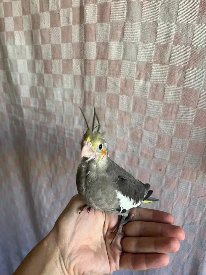 جوجه سرلاکی طوطی عروس هلندی|پرنده|آمل, |دیوار